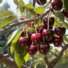 Czereśnia Lapins cerasus Lapins 6