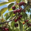 Czereśnia Lapins cerasus Lapins 7