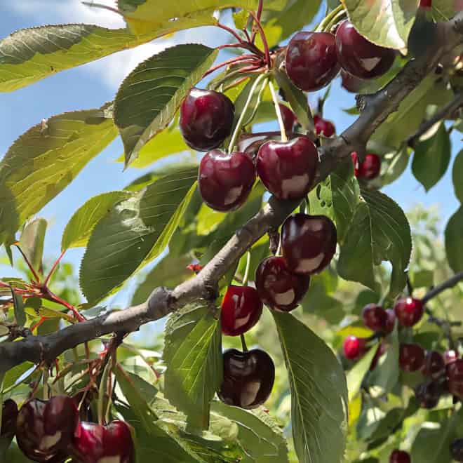 Czereśnia Lapins cerasus Lapins 7