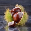 Kasztan Jadalny - SADZONKA DRZEWA Castanea sativa 7