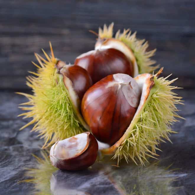 Kasztan Jadalny - SADZONKA DRZEWA Castanea sativa 7