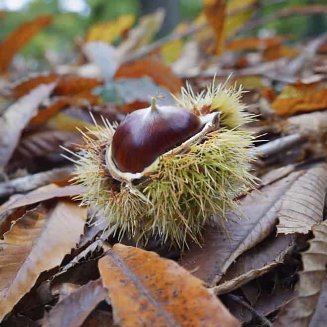 Kasztan Jadalny - SADZONKA DRZEWA Castanea sativa 6