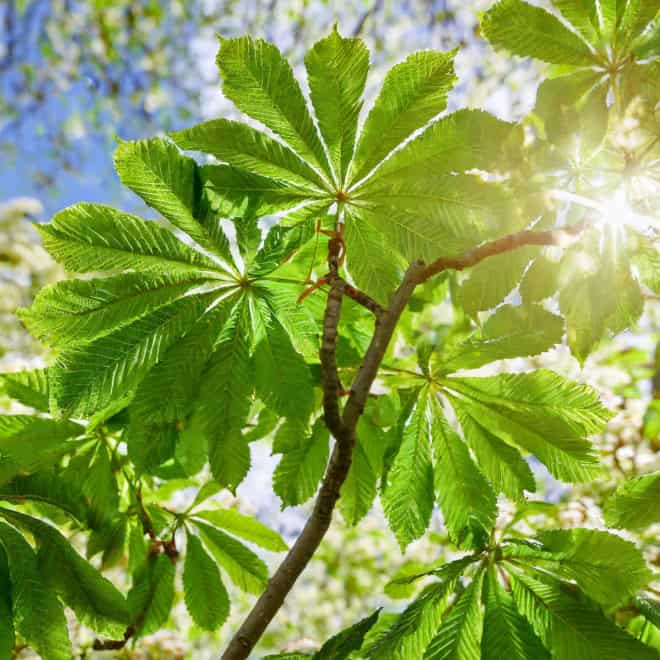 Kasztan Jadalny - SADZONKA DRZEWA Castanea sativa 2