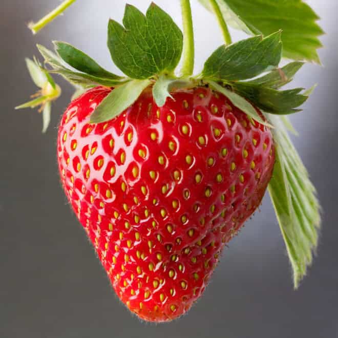 TRUSKAWKA WISZĄCA Tristan Cherry- CZERWONE DUŻE OWOCE Fragaria 'Tristan cherry' 4