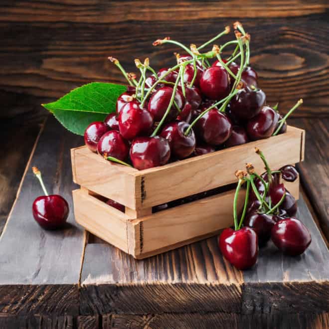 Wiśnia SABINA - POLSKA ODMIANA Prunus cerasus SABINA 8