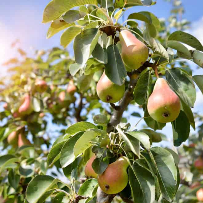 Grusza Erika Pyrus communis Erika 6