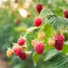Malina Norna czerwona - silnie owocująca Rubus 'Norna' 1