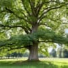 Lipa drobnolistna 50cm - elegancka i odporna Tilia cordata 12