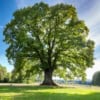 Lipa drobnolistna 50cm - elegancka i odporna Tilia cordata 11
