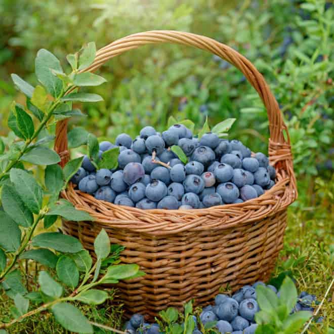 Borówka amerykańska BLUEJAY - Wytrzymała i odporna odmiana Vaccinium corymbosum 'BLUEJAY' 9