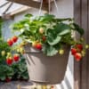 TRUSKAWKA WISZĄCA Tristan Cherry- CZERWONE DUŻE OWOCE Fragaria 'Tristan cherry' 6