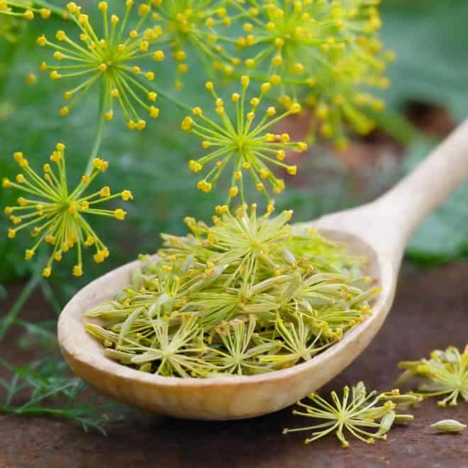 Fenkuł włoski - Koper słodki do ogrodu Foeniculum vulgare 7