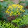 Fenkuł włoski - Koper słodki do ogrodu Foeniculum vulgare 5