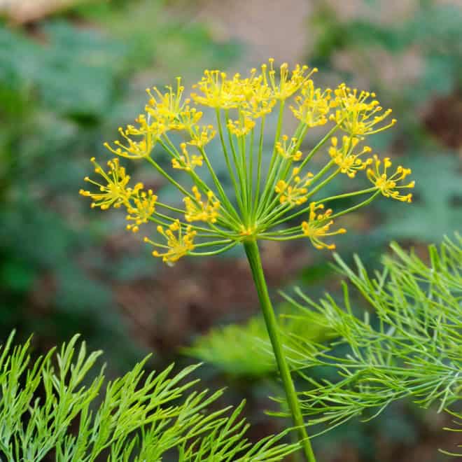 Fenkuł włoski - Koper słodki do ogrodu Foeniculum vulgare 5