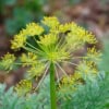 Fenkuł włoski - Koper słodki do ogrodu Foeniculum vulgare 4