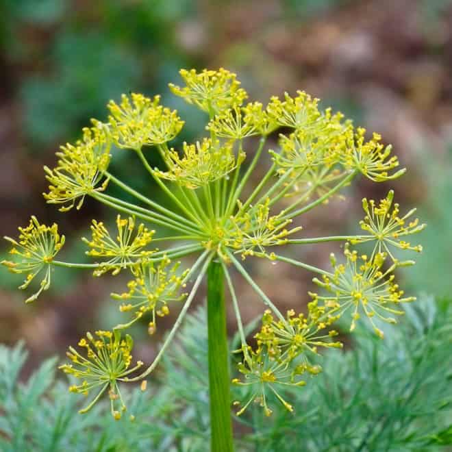Fenkuł włoski - Koper słodki do ogrodu Foeniculum vulgare 4