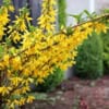 Forsycja pośrednia - roślina idealna na żwyopłot Forsythia × intermedia 6
