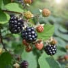 Jeżyna bezkolcowa Black satin - MOCNO OWOCUJĄCA Rubus fruticosus 'Black satin' 8