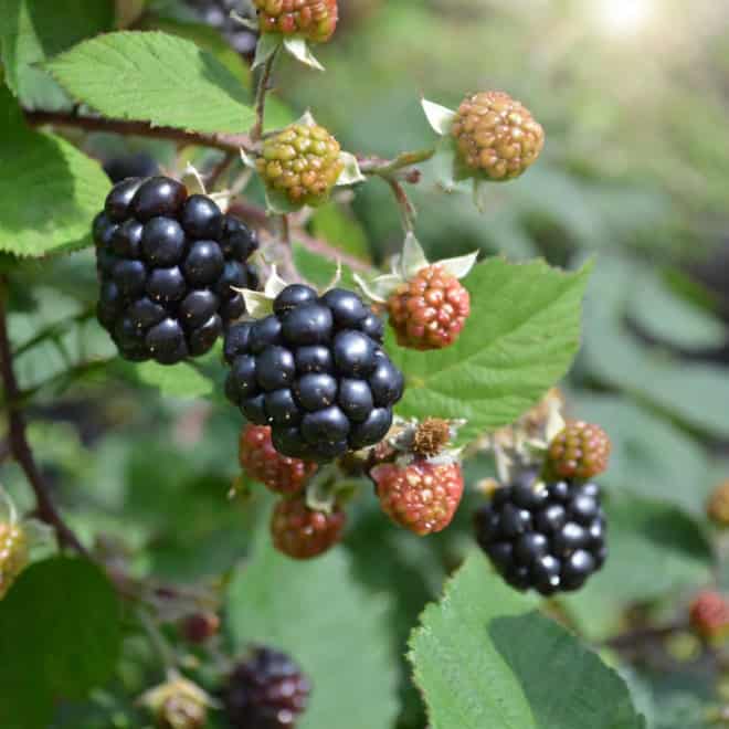 Jeżyna bezkolcowa Black satin - MOCNO OWOCUJĄCA Rubus fruticosus 'Black satin' 8