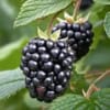 Jeżyna bezkolcowa Black satin - MOCNO OWOCUJĄCA Rubus fruticosus 'Black satin' 7