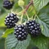 Jeżyna bezkolcowa Black satin - MOCNO OWOCUJĄCA Rubus fruticosus 'Black satin' 6