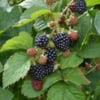 Jeżyna bezkolcowa Black satin - MOCNO OWOCUJĄCA Rubus fruticosus 'Black satin' 3