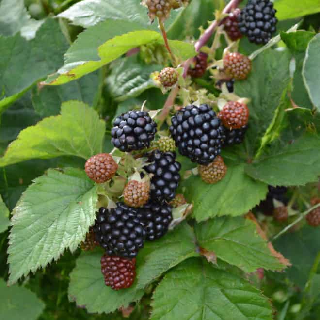 Jeżyna bezkolcowa Black satin - MOCNO OWOCUJĄCA Rubus fruticosus 'Black satin' 3