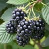 Jeżyna bezkolcowa Black satin - MOCNO OWOCUJĄCA Rubus fruticosus 'Black satin' 5