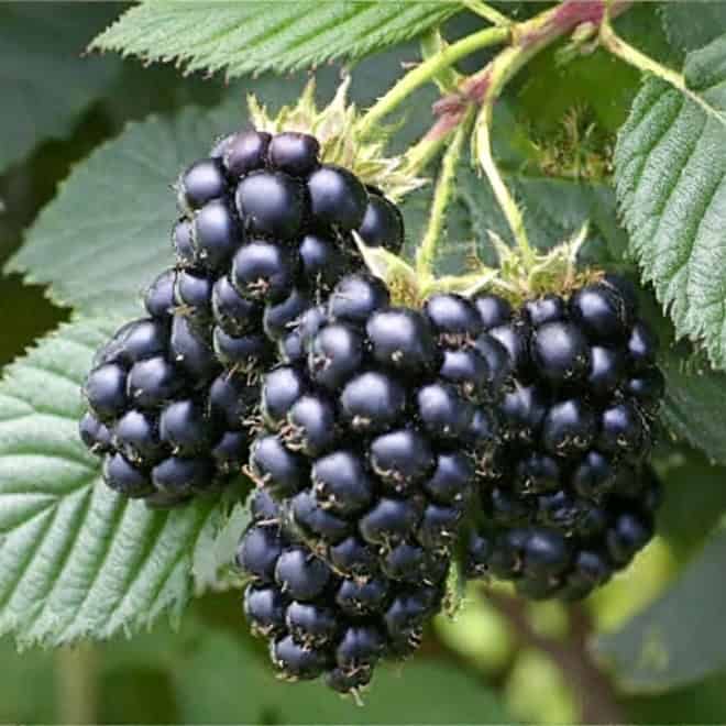 Jeżyna bezkolcowa Black satin - MOCNO OWOCUJĄCA Rubus fruticosus 'Black satin' 5