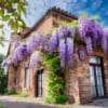 Glicynia chińska - wisteria AMETHYST - Fioletowe pachnące pnącze Wisteria sinensis 'Amethyst' 3