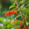 Jagoda Goji Korean Big - zdrowe owoce - mrozoodporna P9 Lycium barbarum 'Korean big' 8
