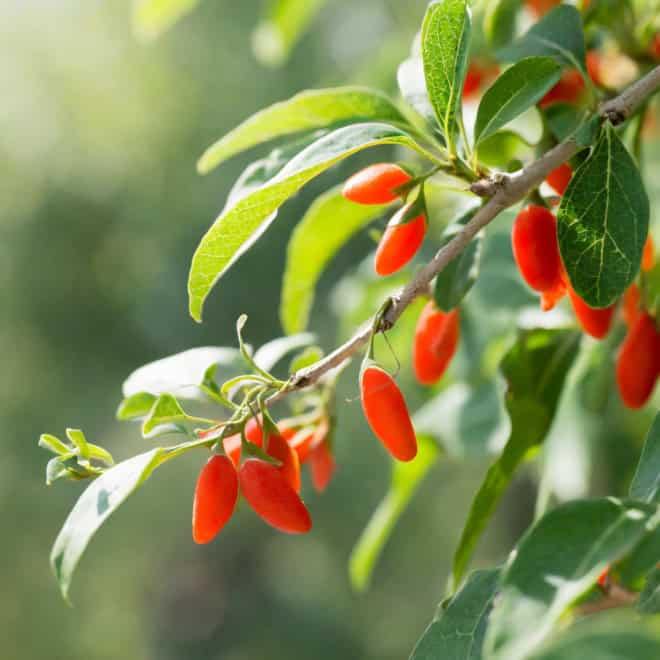 Jagoda Goji Korean Big - zdrowe owoce - mrozoodporna P9 Lycium barbarum 'Korean big' 6