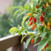 Jagoda Goji Korean Big - zdrowe owoce - mrozoodporna P9 Lycium barbarum 'Korean big' 3