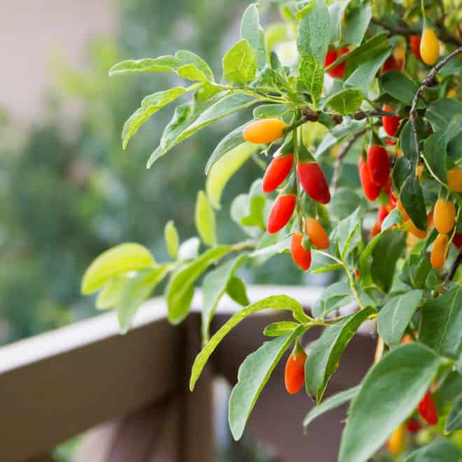 Jagoda Goji Korean Big - zdrowe owoce - mrozoodporna P9 Lycium barbarum 'Korean big' 3