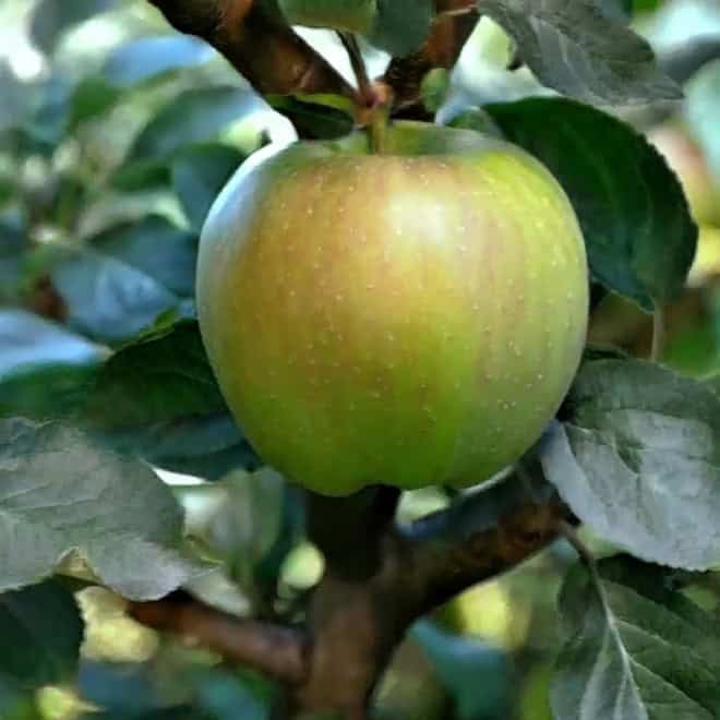 Jabłoń SZARA RENETA - stara odmiana na przetwory! Malus SZARA RENETA 6