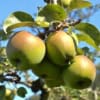 Jabłoń SZARA RENETA - stara odmiana na przetwory! Malus SZARA RENETA 5