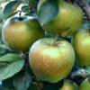 Jabłoń SZARA RENETA - stara odmiana na przetwory! Malus SZARA RENETA 4