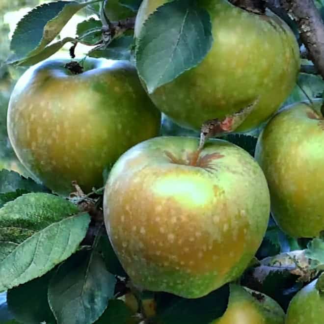 Jabłoń SZARA RENETA - stara odmiana na przetwory! Malus SZARA RENETA 4