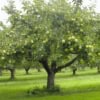 Jabłoń SZARA RENETA - stara odmiana na przetwory! Malus SZARA RENETA 3