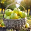 Jabłoń OLIWKA - papierówka - wczesne owoce Malus domestica Oliwka 10