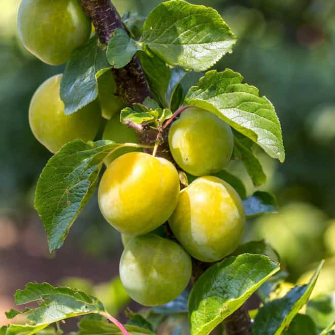 Śliwa RENKLODA ULENA - idealna dla amatorów Śliwa RENKLODA ULENA 5