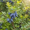Jagoda kamczacka TOMICZKA -PÓŹNA ODMIANA Lonicera caerulea L. var. kamtschatica 'TOMICZKA 5