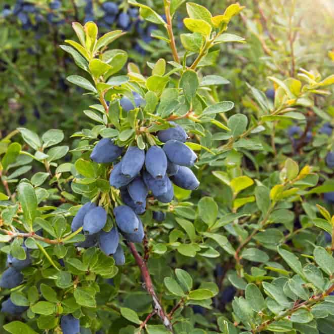 Jagoda kamczacka TOMICZKA -PÓŹNA ODMIANA Lonicera caerulea L. var. kamtschatica 'TOMICZKA 5