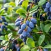 Jagoda kamczacka SINICZKA DORASTA DO 1,5 METRA Lonicera caerulea L. var. kamtschatica 'SINICZKA 5