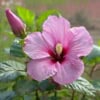 Ketmia syryjska hibiskus - RÓŻOWA łatwa w uprawie Hibiscus Pink 6