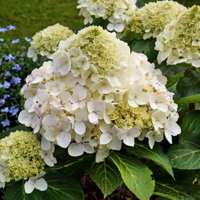 Hortensja GRANDIFLORA - Olbrzymie białe kwiaty Hydrangea paniculata 'Grandiflora' 5
