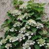Hortensja pnąca (Hydrangea petiolaris) - PNĄCA I KWITNĄCA Hydrangea petiolaris c2 2