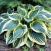Funkia Hosta Wide Brim - Białe obwódki Hosta Wide brim 7