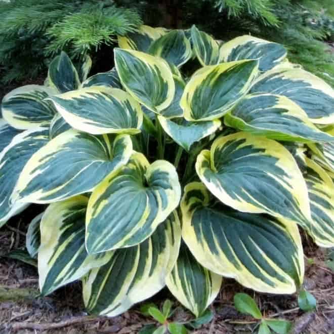 Funkia Hosta Wide Brim - Białe obwódki Hosta Wide brim 7