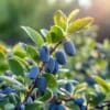 Jagoda Kamczacka HONEY BLUE - OWOCUJE NAWET 30 LAT Lonicera caerulea L. var. kamtschatica 'HONEY BLUE' 6